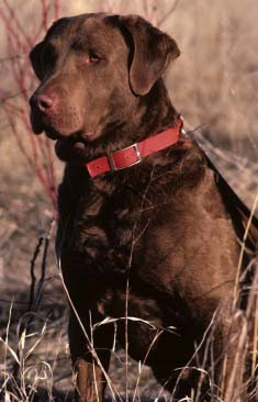 Chesapeake Bay Retriever