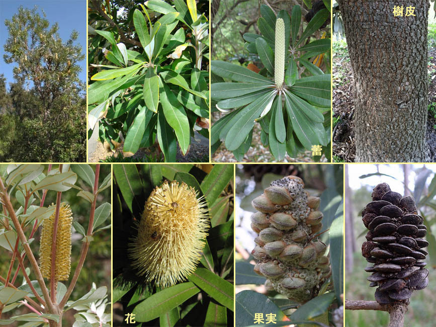 野山の草花 木々の花 植物検索図鑑 コーストバンクシア