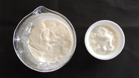 curd formation  lactobacillus  practical purpose