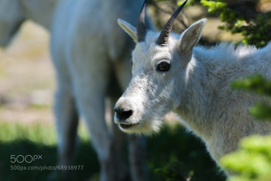 Kid Goat