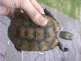 ニホンイシガメ