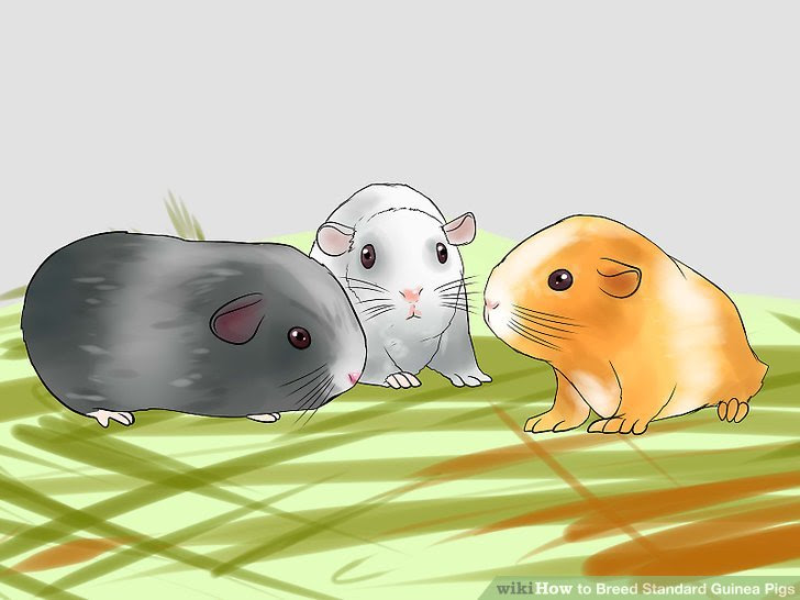 Breed Standard Guinea Pigs Step 17 Version 4.jpg
