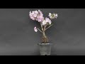 コンプリート！ 桜 盆栽 剪定 650508-桜 盆栽 剪定 仕方