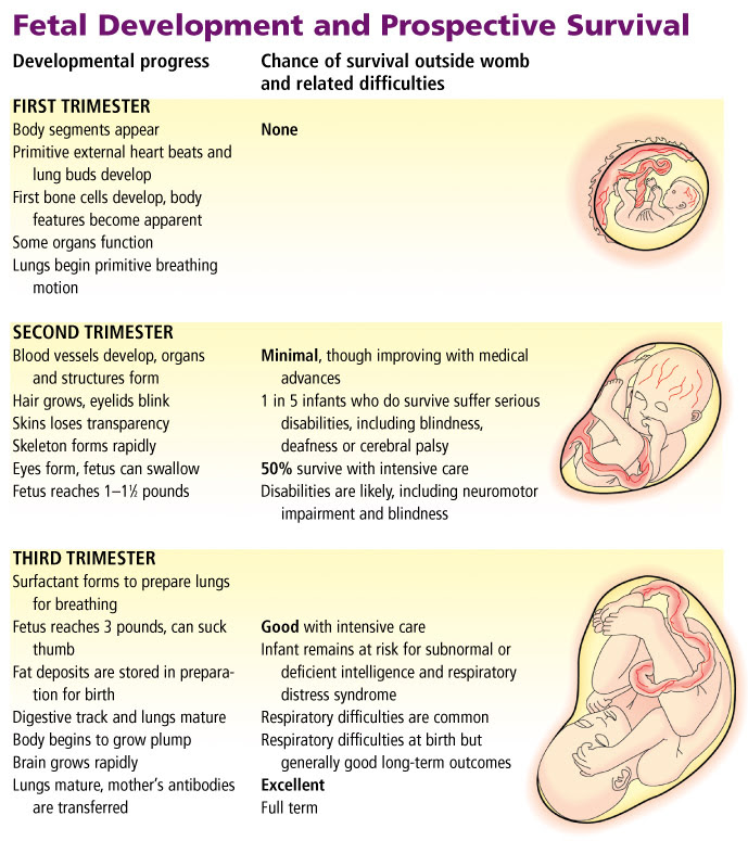 showing stages a pregnancy