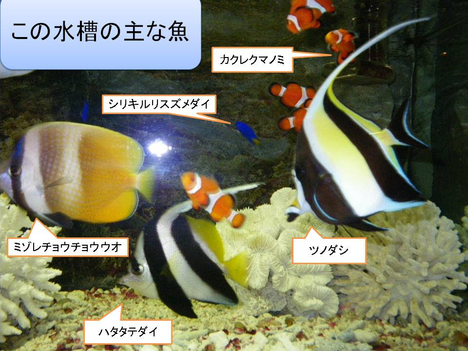 海水熱帯魚が増えています 標津サーモン科学館学芸員 理事長と館長も兼務中 の業務日誌 楽天ブログ