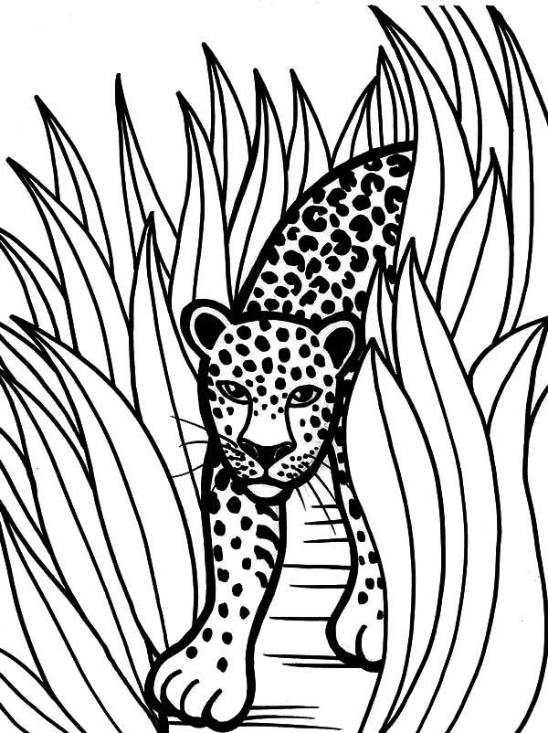 Download Rainforest Animal Drawing at GetDrawings | Free download