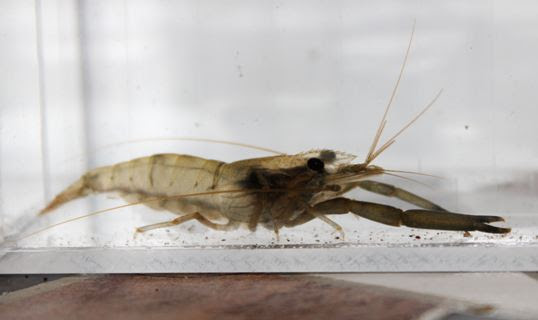 ガサガサ捕獲したエビ 小魚達