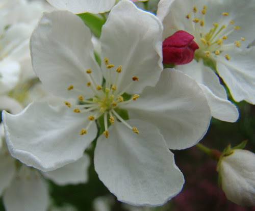 floweringcrab_bud