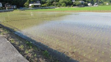 taue7.jpg