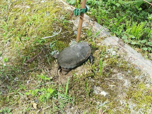 イシガメの産卵 中池見ねっと
