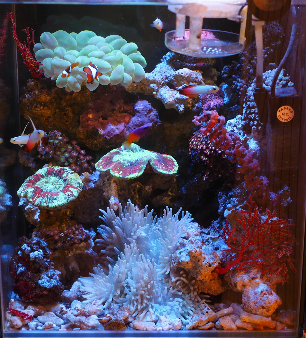 ３０ｃｍ水槽でサンゴと海水魚を飼育したい After That ケントロピーゲ