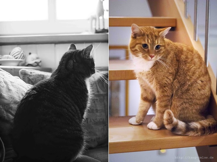 cats (2)