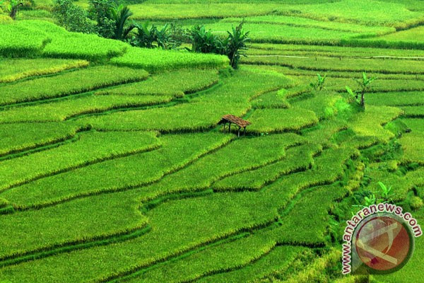 Indonesia butuh tambahan lahan pertanian 200 000 ha Indonesia butuh tambahan lahan pertanian 200 000 ha
