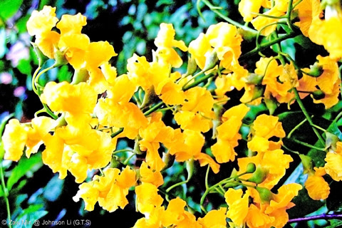 多くのミャンマー人が愛する花 パタゥパン ミャンマーブログ パゴダの国からミンガラバー ユーラシア旅行社