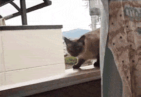 CAT.gif
