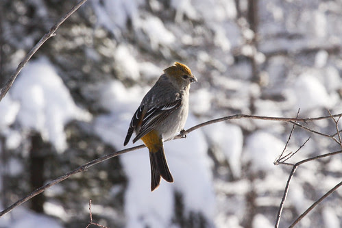 Female Pine Grosbeak