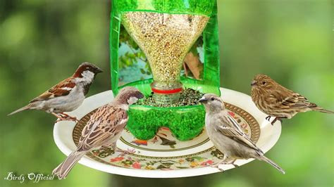 bird feeder diy homemade plastic bottle