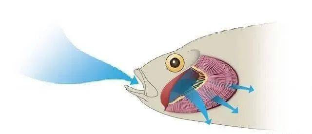 鳃是鱼类最重要的生理器官 一文认识鱼鳃及其鱼类的呼吸特点 氧气