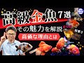 金魚 世界 一 美しい 綺麗 な 魚 230723