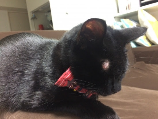 愛猫が皮膚病に罹って人間にも移っちゃって大変だった過去の話をまとめてみる モ印