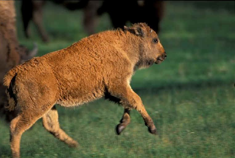 Cute Bison