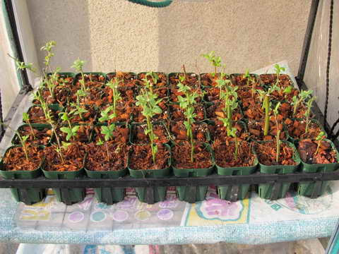 にぎやかブルーベリー 挿し木経過記録