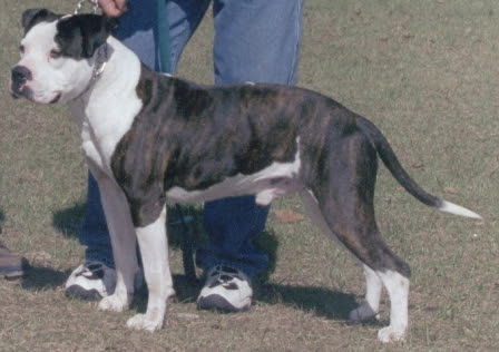 Sires - Joshua Kennels
