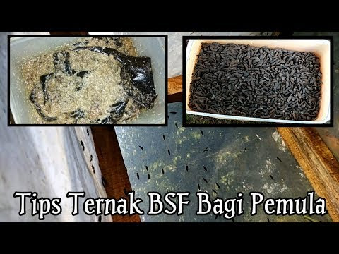 CARA SUPAYA TELUR AYAM MENJADI BESAR
