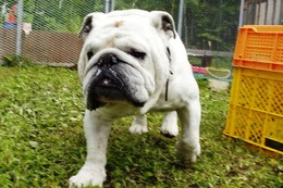 お　ハッチ　新６歳