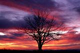 3d Nature Tree Abstract Wallpaper