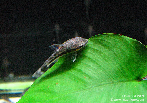 お掃除魚 人気ランキング みずもの人気ランキング 熱帯魚のことなら みずものコム
