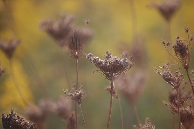 DSC_0666