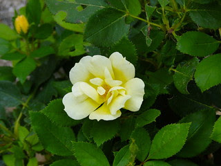 DSC02043 - Version 2