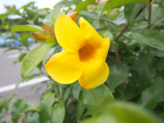 アラマンダ花散歩