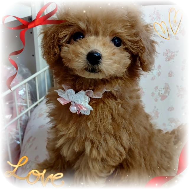 トイプードルはうす もも 東京 世田谷区 プードル専門の子犬販売