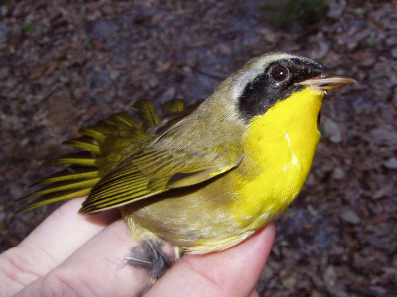 Common Yellowthroat