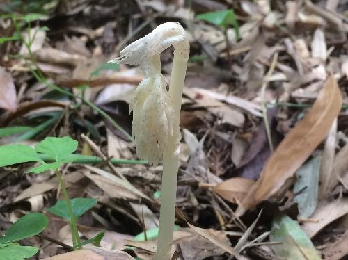 はなq タシロラン ラン科 トラキチラン属 草花や樹木の図鑑
