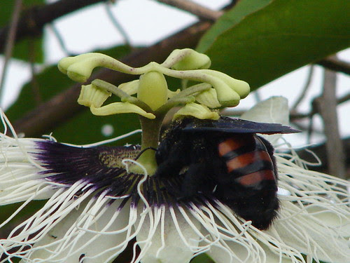 Maracujá e Mamangava