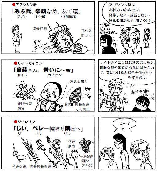植物の調節 植物ホルモンの覚え方 P1 漫画高校生物 マンガでわかる 超 高校生物入門 旧 萌えろ 高校生物i Ii