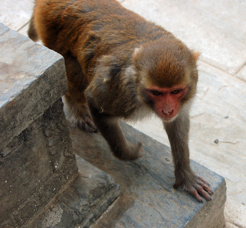 3temple-resident-copy.jpg