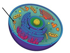 Vacuole