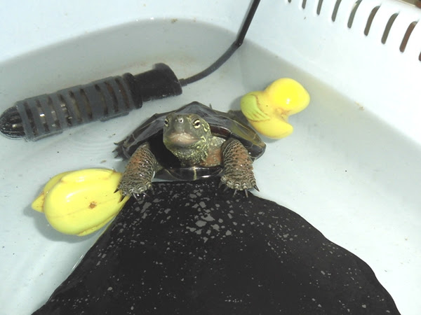 バシャバシャうるさい 夜 カメさんがなかなか寝ない時の対処法について わんにゃんうぇぶ ペットと一緒に暮らせる住まいが もっと身近になるように 住まいをよく知る不動産広告会社が所沢から発信