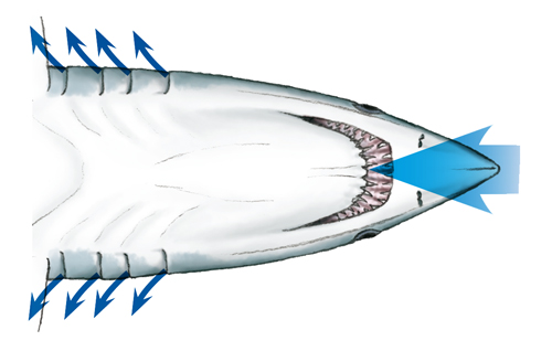 Class Chondrichthyes Angelena Mangieri