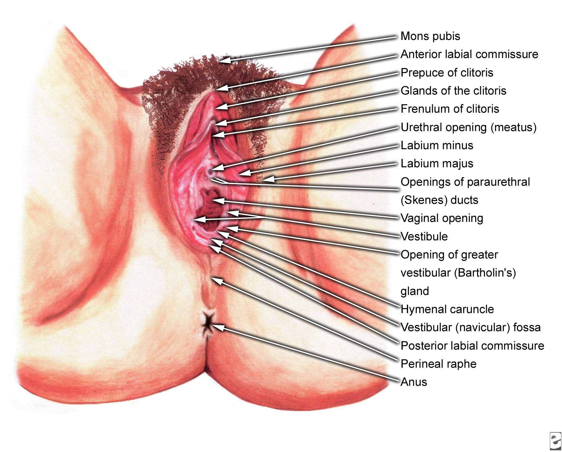 DIAGRAM OF VAGINA - Unmasa Dalha