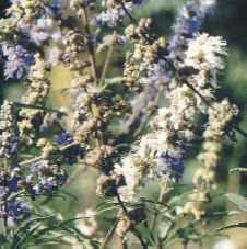 Vitex agnus-castus: flores da árvore casta