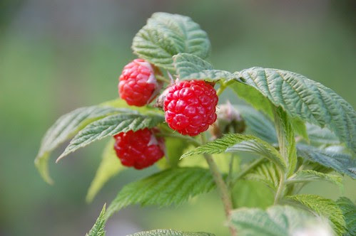 raspberry