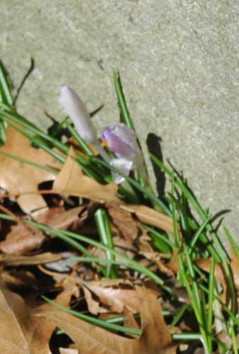 First Crocus, Rock Garden, BBG