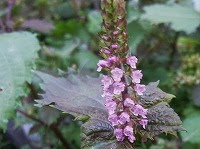 １０月２８日の誕生花 シソ 紫蘇 の花言葉 善良な家風 香り高く 力が蘇る 日本のハーブ 弥生おばさんのガーデニングノート 花と緑の365日 楽天ブログ