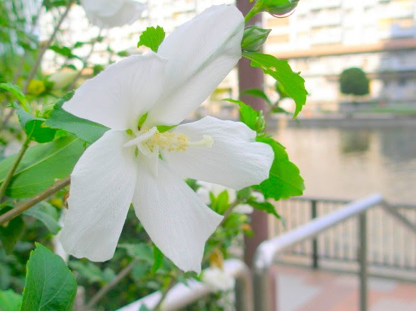 白色の花図鑑
