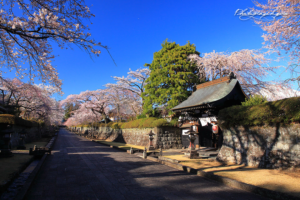 大石寺の桜紀行